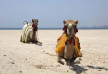 Best Island Escapes You Can Drive To