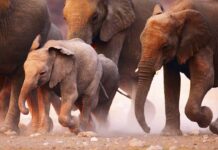 25 Big Differences Between River & Ocean Cruises