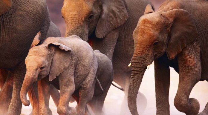 Cruises of a Lifetime You Can Actually Afford