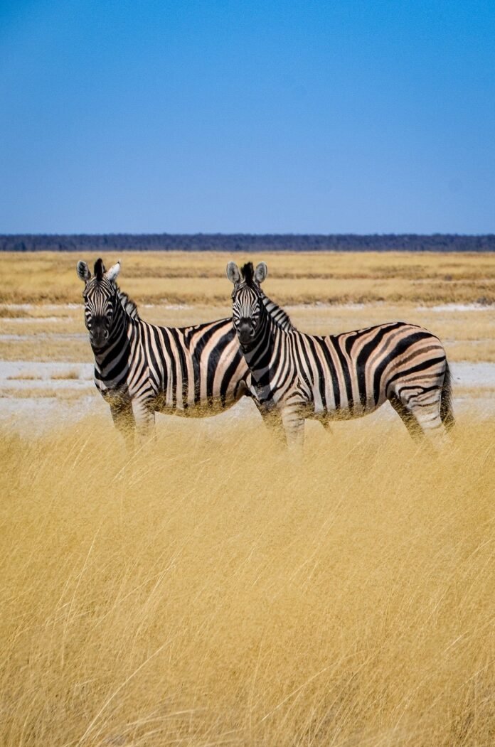 7 day Kenya safari Masai Mara - lions on game drive
